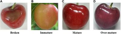 A Swin transformer and MLP based method for identifying cherry ripeness and decay